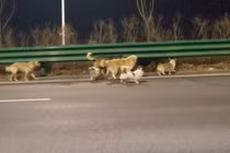 Một video từ Trung Quốc được cho là ghi lại cảnh một đàn chó đang vui vẻ du hành. Ảnh: Douyin.