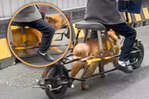 Một người đàn ông Trung Quốc đã độ lại chiếc xe đạp điện của mình bằng cách tháo pin và dùng chú chó của mình để chạy cho xe. Ảnh: SCMP.