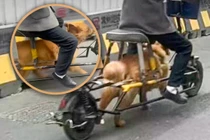 Một người đàn ông Trung Quốc đã độ lại chiếc xe đạp điện của mình bằng cách tháo pin và dùng chú chó của mình để chạy cho xe. Ảnh: SCMP.