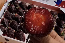 Dâu "Hắc trân châu" có màu đen đặc biệt và vị ngọt đặc biệt. Ảnh: OC.