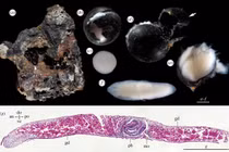 Những quả trứng đen được các nhà khoa học thu từ đáy biển sâu. Ảnh: PM.