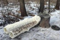 Một cây giả do Nga chế tạo được sử dụng để che giấu ăng-ten liên lạc khỏi sự giám sát của máy bay không người lái Ukraine. Ảnh: EP.