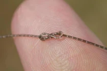 Mạch tích hợp sợi quang là một thiết bị điện tử mới, mỏng như sợi tóc người. Ảnh: SCMP.