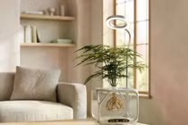 Chậu cây trong suốt mang lại trải nghiệm độc đáo. Ảnh: OC.