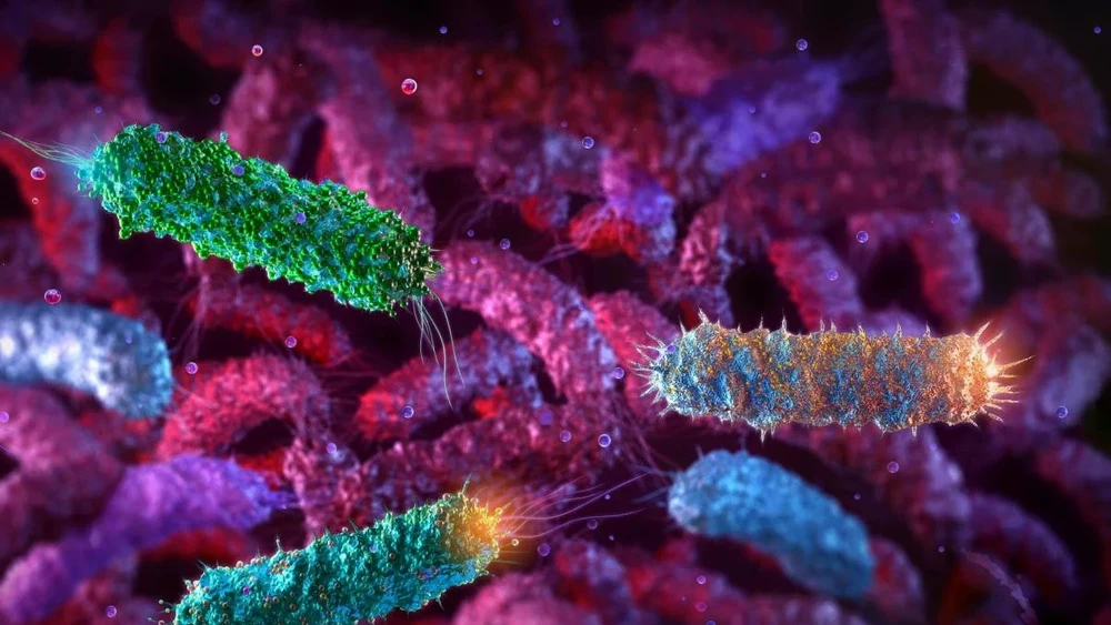 Trong một bài báo được công bố hôm 18/3, các nhà khoa học Trung Quốc cho biết họ đã biến đổi chủng vi khuẩn E coli Nissle 1917 (EcN) để sản xuất chất chống ung thư Romidepsin, được sử dụng làm phương pháp vận chuyển thuốc. Ảnh: Shutterstock.