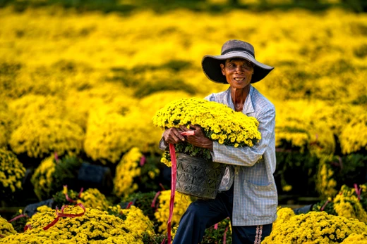 Rực rỡ làng hoa miền Tây ngày cận Tết