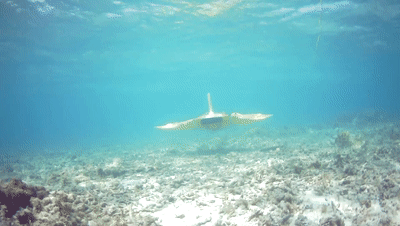 Thiết bị lặn phỏng sinh cá Đuối đang hoạt động dưới đáy biển (Ảnh: 163). Thiết bị lặn phỏng sinh cá Đuối đang hoạt động dưới đáy biển (Ảnh: 163).