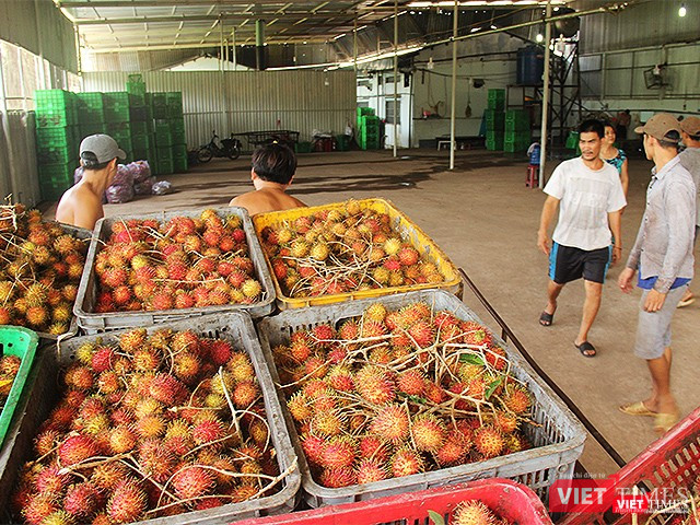 Mỗi năm nhà máy đang sản xuất, chế biến 2 loại nông sản và chôm chôm đóng hộp.