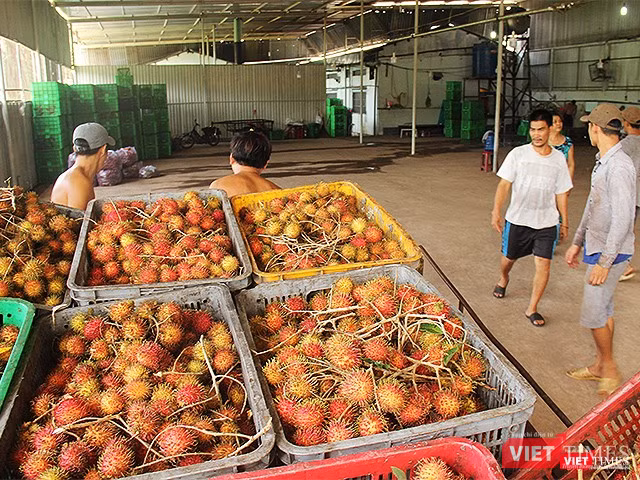 Mỗi năm nhà máy đang sản xuất, chế biến 2 loại nông sản và chôm chôm đóng hộp. Mỗi năm nhà máy đang sản xuất, chế biến 2 loại nông sản và chôm chôm đóng hộp.