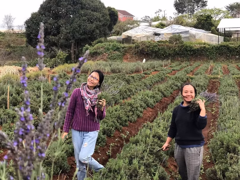 Tùng Hạ Farm của Nguyễn Tường Miên mất hơn 10 năm để cải tạo đất và đã thành công với vụ mùa hoa Lavender và cây gia vị để chiết xuất tinh dầu Tùng Hạ Farm của Nguyễn Tường Miên mất hơn 10 năm để cải tạo đất và đã thành công với vụ mùa hoa Lavender và cây gia vị để chiết xuất tinh dầu