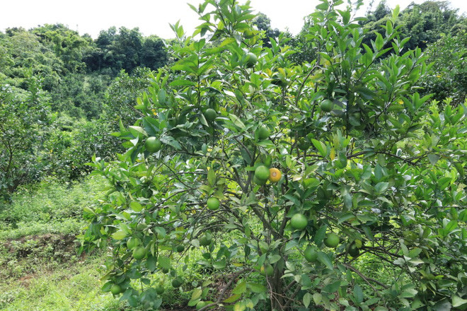 Đằng sau những dự án hàng nghìn tỷ của TH true MILK tại các vùng biên giới - Ảnh 1. Đằng sau những dự án hàng nghìn tỷ của TH true MILK tại các vùng biên giới - Ảnh 1.