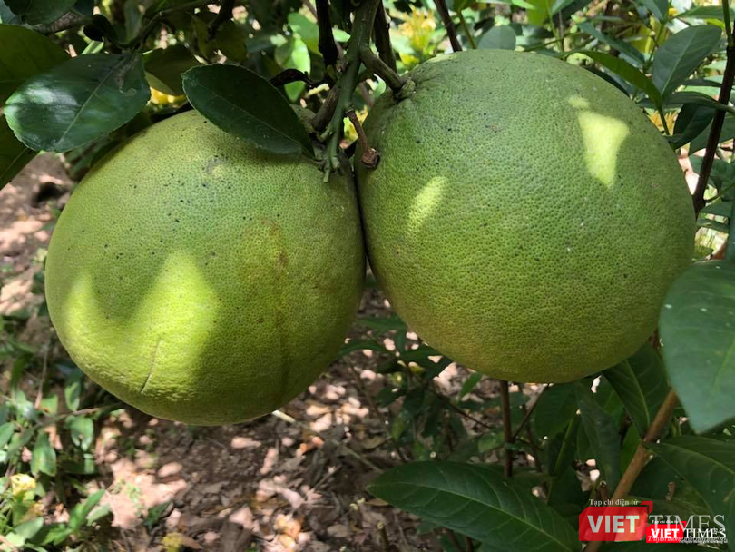 Những trái bưởi da xanh được trồng trong vườn sinh thái tự nhiên nhìn không láng mượt, đẹp mắt như trái từ những vườn được kích thích để tăng năng suất