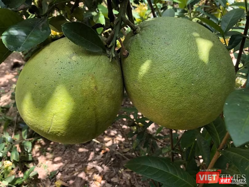 Những trái bưởi da xanh được trồng trong vườn sinh thái tự nhiên nhìn không láng mượt, đẹp mắt như trái từ những vườn được kích thích để tăng năng suất