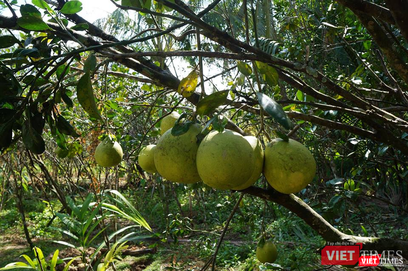 Bưởi da xanh được bảo tồn giống gốc tại tỉnh Bến Tre trong vườn sinh thái tự nhiên