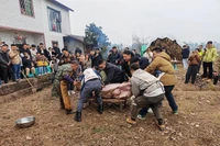 Khách từ khắp nơi đến giúp bắt lợn. Ảnh: Worldjournal.