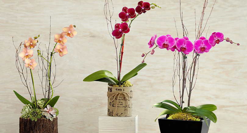 Video: Sạc điện thoại bằng pin chậu hoa