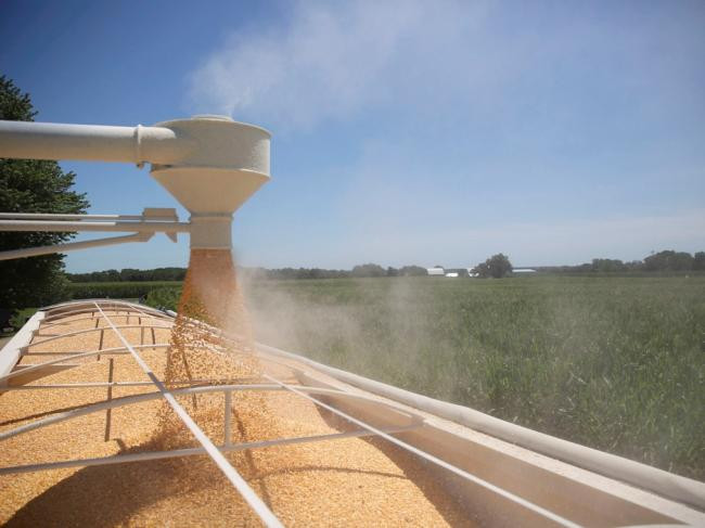 Những người nông dân trồng Cao lương bang Texas sẽ bị thiệt hại lớn cho chiến tranh thương mại Mỹ - Trung