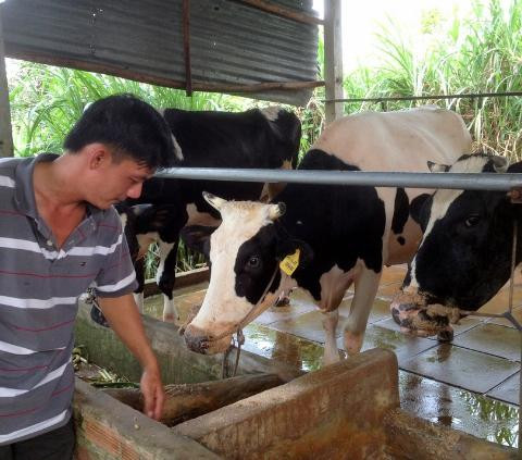 Một nông dân ở ấp An Hòa, xã An Phú (Củ Chi, TP.HCM) nuôi bò sữa cho thu nhập khoảng trăm triệu đồng/tháng