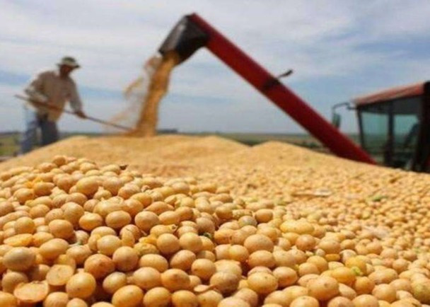 Đậu tương là mặt hàng khiến Trung Quốc chịu thiệt nhiều nhất khi trả đũa Mỹ