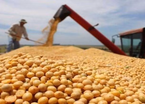 Đậu tương là mặt hàng khiến Trung Quốc chịu thiệt nhiều nhất khi trả đũa Mỹ Đậu tương là mặt hàng khiến Trung Quốc chịu thiệt nhiều nhất khi trả đũa Mỹ