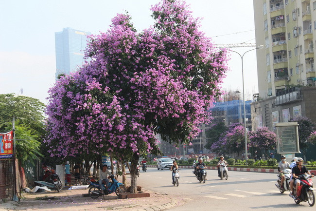 Bằng lăng, phượng đỏ rợp phố Hà Nội ảnh 23