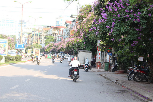 Bằng lăng, phượng đỏ rợp phố Hà Nội ảnh 28