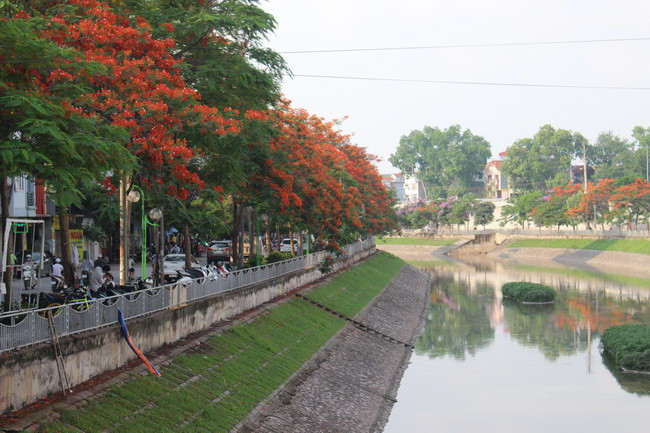 Bằng lăng, phượng đỏ rợp phố Hà Nội ảnh 5