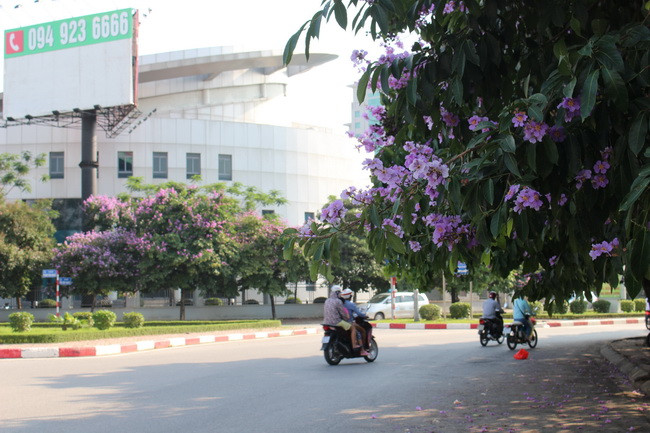 Bằng lăng, phượng đỏ rợp phố Hà Nội ảnh 25