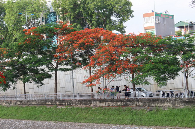 Bằng lăng, phượng đỏ rợp phố Hà Nội ảnh 6