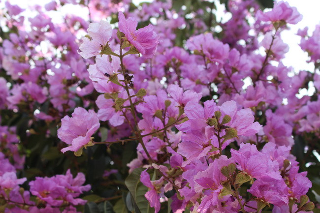 Bằng lăng, phượng đỏ rợp phố Hà Nội ảnh 21