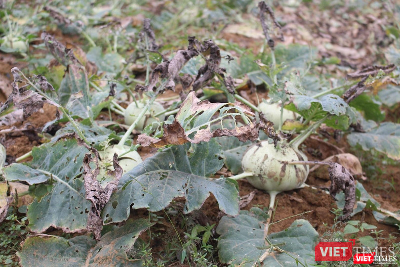 Hàng chục ha rau củ đến thời điểm thu hoạch mà không có đầu ra