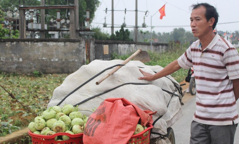 Nhiều hộ trồng cây nông sản trên địa bàn xã Diễn Phong, huyện Diễn Châu, Nghệ An nhổ rau vứt đi vì giá quá rẻ.