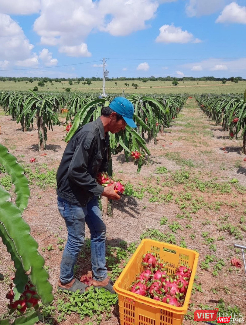 Các hoạt động quản lý chỉ dẫn địa lý thanh long Bình Thuận sau bảo hộ sẽ tiếp tục là một thách thức lớn Các hoạt động quản lý chỉ dẫn địa lý thanh long Bình Thuận sau bảo hộ sẽ tiếp tục là một thách thức lớn