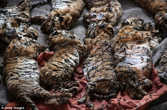 Video: 40 xác hổ đông lạnh trong ngôi đền thờ hổ nổi tiếng ảnh 2