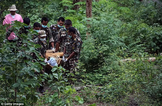 Video: 40 xác hổ đông lạnh trong ngôi đền thờ hổ nổi tiếng ảnh 5