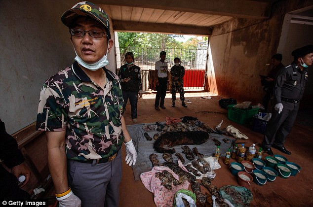 Video: 40 xác hổ đông lạnh trong ngôi đền thờ hổ nổi tiếng ảnh 4