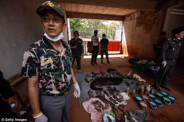 Video: 40 xác hổ đông lạnh trong ngôi đền thờ hổ nổi tiếng ảnh 4