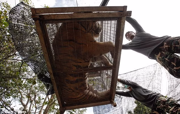 Video: 40 xác hổ đông lạnh trong ngôi đền thờ hổ nổi tiếng ảnh 7