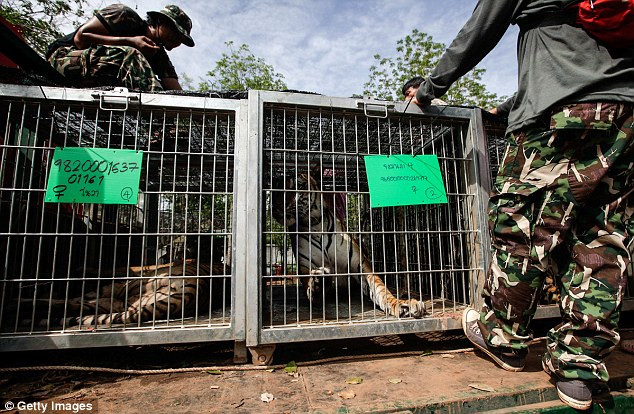 Video: 40 xác hổ đông lạnh trong ngôi đền thờ hổ nổi tiếng ảnh 13
