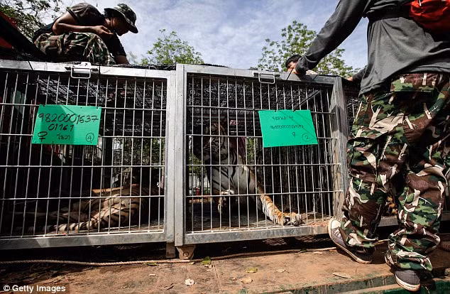 Video: 40 xác hổ đông lạnh trong ngôi đền thờ hổ nổi tiếng ảnh 13