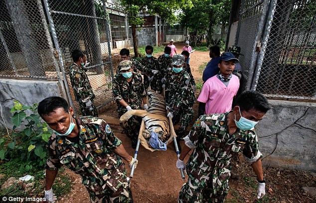 Video: 40 xác hổ đông lạnh trong ngôi đền thờ hổ nổi tiếng ảnh 11