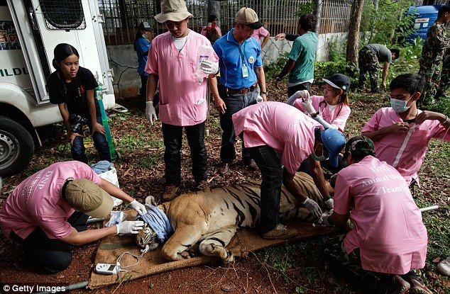 Video: 40 xác hổ đông lạnh trong ngôi đền thờ hổ nổi tiếng ảnh 9