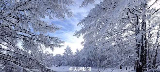 Băng tuyết phủ kín các cành cây, tạo khung cảnh như trong truyện kiếm hiệp. Ảnh:CNTV.