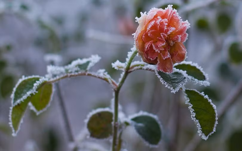 Băng tuyết đọng trên bông hoa hồng đang nở ở Hay-on-Wye, Xứ Wale.