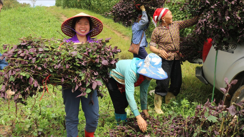 Các vùng sản xuất dược liệu tập trung được mở rộng góp phần ổn định kinh tế, đồng thời bảo vệ nguồn dược liệu tại địa phương. Ảnh: Ban Tuyên giáo tỉnh Bạc Liêu.