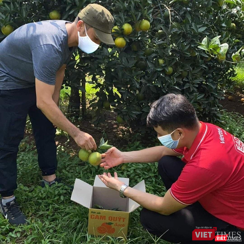 Những trái cam Cao Phong tươi được đóng thùng ngay tại vườn. Những trái cam Cao Phong tươi được đóng thùng ngay tại vườn.
