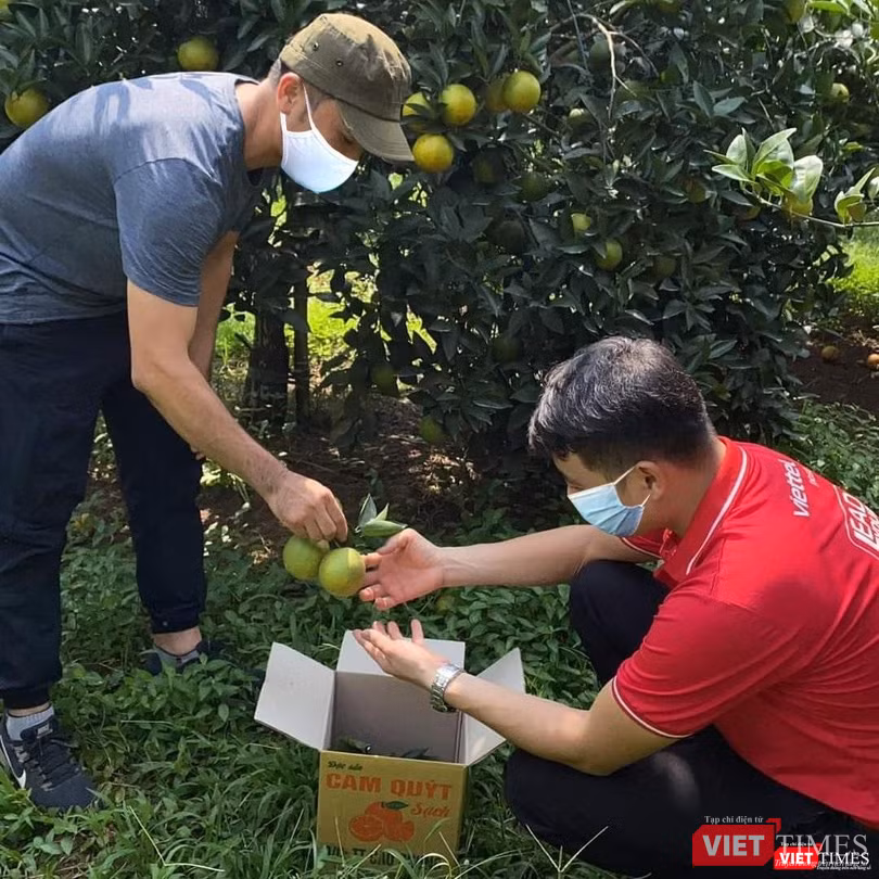 Những trái cam Cao Phong tươi được đóng thùng ngay tại vườn.