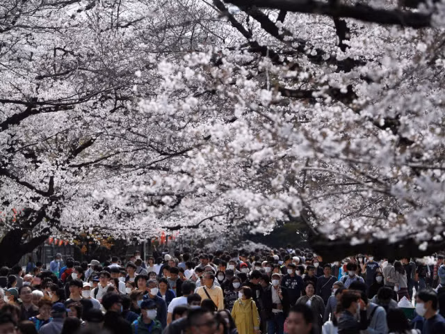 Những đám đông “Covidiots” tụ tập ngắm hoa anh đào tại Nhật Bản vào tháng 3 bất chấp dịch bệnh đang leo thang. Ảnh: Issei Kato/Reuters.