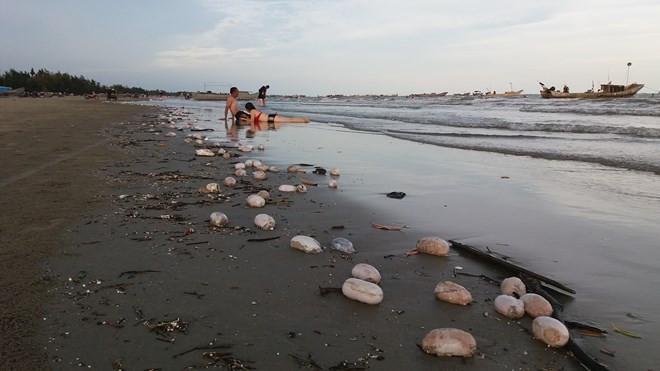 Nhiều "vật thể lạ" bốc mùi hôi thối dạt vào bãi biển Trà Cổ ảnh 3