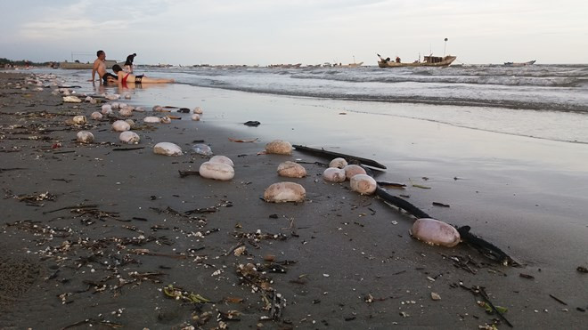Nhiều "vật thể lạ" bốc mùi hôi thối dạt vào bãi biển Trà Cổ ảnh 4
